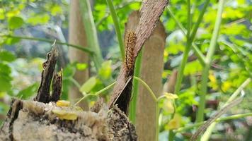 malacosoma tigris ou des chenilles peuvent être vus rampant sur les troncs d'arbres. la couleur est très jolie mais gratte au toucher. video