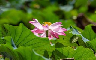 lotus flower blooming in the pond photo