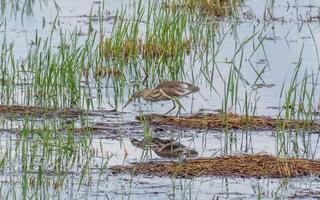 pond heron standing in the water on nature background photo