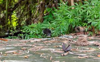 Malaysian Pied Fantail in the park photo