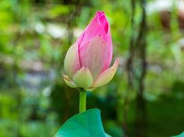 lotus flower blooming in the pond photo