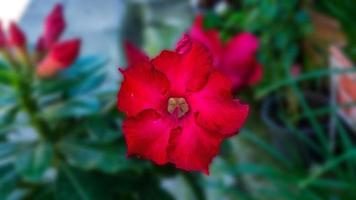 Adenium Obesum in a pot nature  background photo