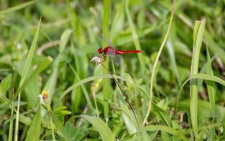 red dragonfly on the field photo