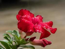 adenium obesum con gota de agua en la naturaleza foto