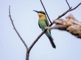 Blue tailed bee eater perched on tree photo