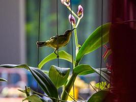 Olive backed sunbird, Yellow bellied sunbird in the garden photo