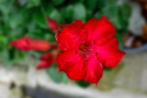 Adenium Obesum in a pot nature  background photo