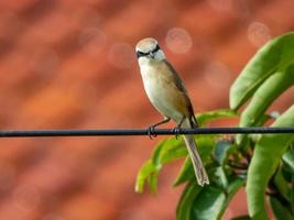 actuación en "The Shrike" marrón descansando en el jardín foto