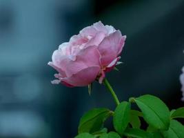 flor rosa que florece en el jardín foto