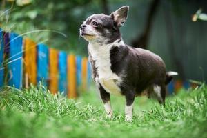 Chihuahua puppy, little dog in garden photo