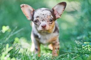 Chihuahua puppy, little dog in garden photo