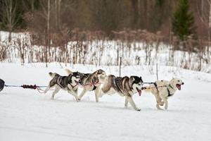 Running Husky dog on sled dog racing photo