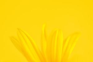 Yellow flower petals of topinambur on yellow background, top copy space, blurred yellow flower photo