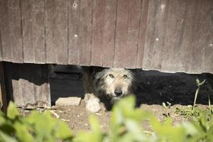perro enojado debajo de la valla. pet guardias territorio de la casa. foto