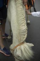 caballo blanco en el parque. potro en el patio. detalles de la vida de los animales. foto