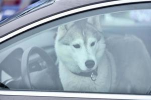 Husky dog in car photo