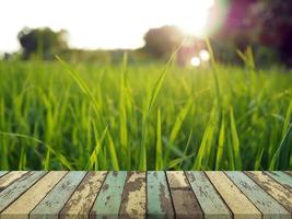 Old wooden table On the background of green rice . photo