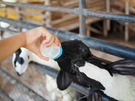 Boy feeding a goat milk photo