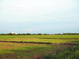 Paddy fields on the background are empty sky growing. In which the nearby area There is an industrial factory located but does not affect farming. photo