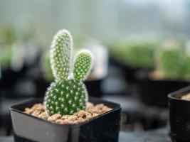 un primer plano de un cactus sobre un fondo borroso foto