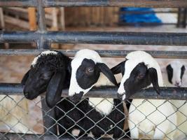 Three sheep are waiting for food in their cages. photo