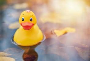 Duck toy in autumn puddle with leaves photo