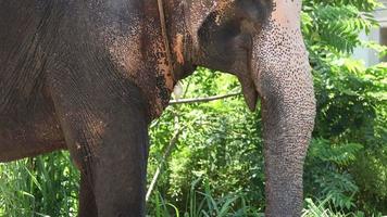 echter srilankanischer elefant auf dem feld traditionelle perahara-saison in kandy sri lanka video