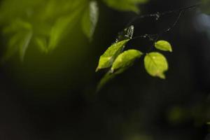 Green leaves in sunlight. Leaves of tree. Plant in park. photo