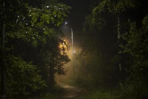 niebla en la noche en el parque. niebla en la ciudad. luces y aire húmedo. foto