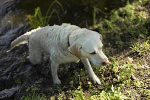 Labrador comes out of water. Dog after bathing. Live in summer. photo