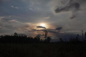 Tree in forest. Forest landscape. Beauty of nature. Clouds in sky. Details of nature. photo