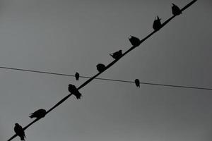 palomas en alambre. palomas contra el fondo del cielo gris. un montón de pájaros foto