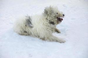 Dog in winter in park. Walking with pet in snow. White coat of dog. photo