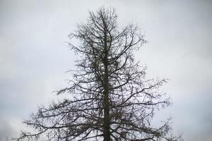 Trees in park. Tree against sky. photo