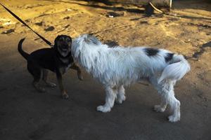 los perros se encuentran en la calle. las mascotas se olfatean entre sí. animales de diferentes razas. foto