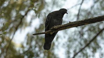 Pigeon on tree branch. Silhouette of bird against background of foliage. Pigeon on tree in park. photo