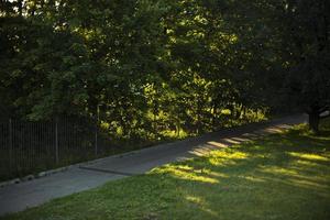 Green trees in park. Summer view of park. photo