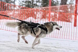 Husky sled dog running photo