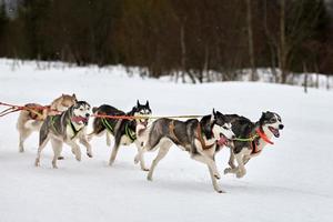 corriendo perro husky en carreras de perros de trineo foto