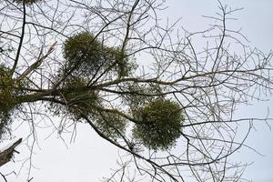 Viscum shrubs on tree branches photo