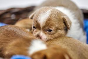 cachorros chihuahua durmiendo en canasta. foto