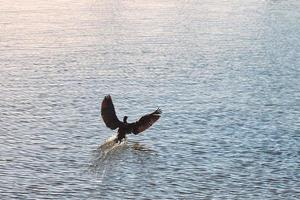 Bird hovering above blue water surface. Coot, Fulica atra photo