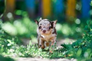 Chihuahua puppy, little dog in garden photo