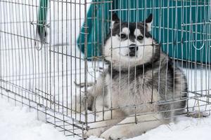 perro husky en jaula transportadora esperando al dueño para el transporte a la competencia de perros de trineo. mascota mira a su alrededor con esperanza. foto