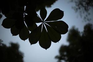 Silhouette of chestnut leaves in evening. Dark leaves. Plant shadows. photo