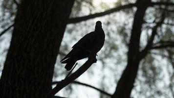 Pigeon on tree branch. Silhouette of pigeon on tree. One bird in summer. photo