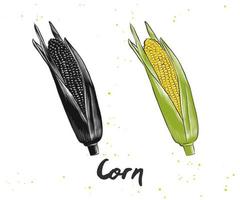 Vector engraved style illustration for posters, decoration and print. Hand drawn sketch of corn in monochrome and colorful isolated on white background. Detailed vegetarian food drawing.