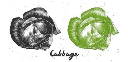 Vector engraved style illustration for posters, decoration and print. Hand drawn sketch of cabbage in monochrome and colorful. Detailed vegetarian food drawing.