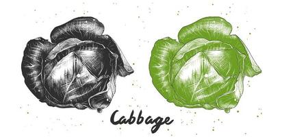 Vector engraved style illustration for posters, decoration and print. Hand drawn sketch of cabbage in monochrome and colorful. Detailed vegetarian food drawing.