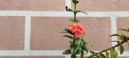 ixora chinensis, comúnmente conocida como ixora china, es una especie de planta del género ixora foto